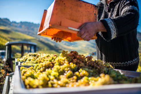 Traubenernte von einer Lese