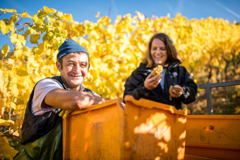 Winzerin und Mann bei der Lese im Weinberg
