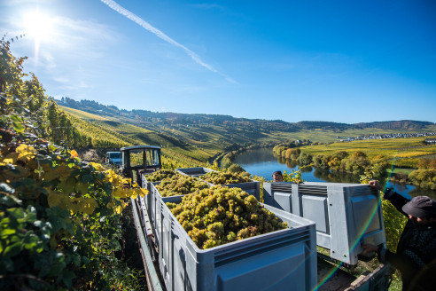 Lese im Weinberg mit Blick auf die Mosel